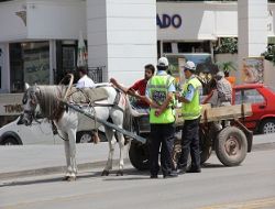 Erzurum’da at arabası yasağı