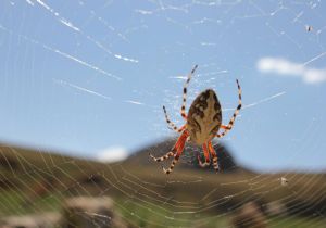 Başaklı’daki dev örümcek görenleri şaşırttı