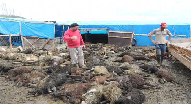 Çadırda havasız kalan 100 koyun telef oldu