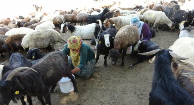 Doğu Anadolu tarım ekonomisinde kadın farkı