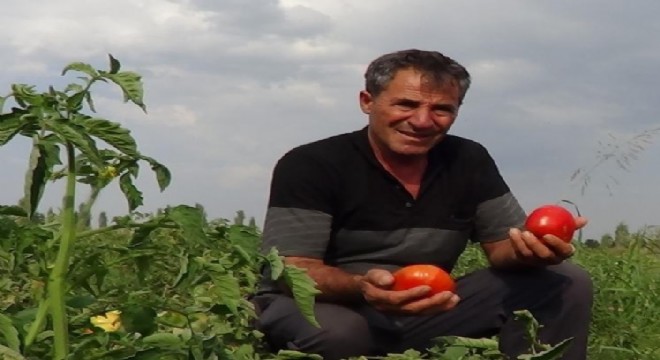 Doğu’da Süper domates hasadı