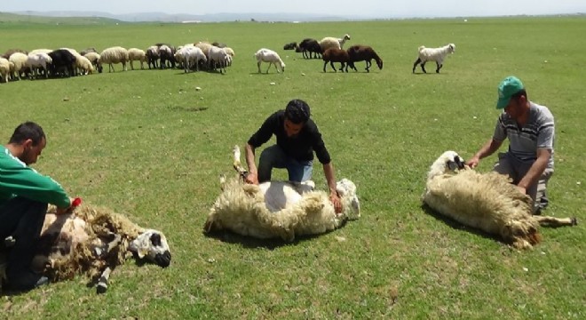 Doğu’da koyun kırkma sezonu başladı