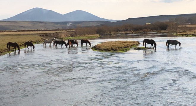 Doğu’nun emsalsiz görüntüsü: Yılkı Atları