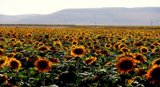 Erzurum'da ayçiçeği üretiminde yüzde 50'lik artış
