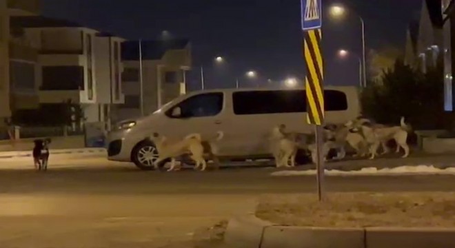 Erzurum da başıboş köpekler korku saçıyor