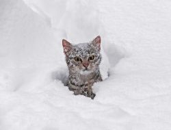 Kedilerin kar şaşkınlığı