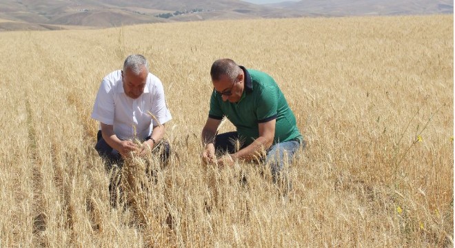 Kuraklık buğday verimini yüzde 60 düşürdü