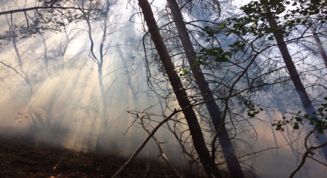 Pasinler Tımar da orman yangını