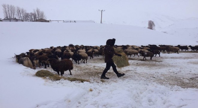 Zorlu kış şartlarında hayvancılık