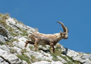 İspir de izinsiz keçi avına 12 bin TL ceza