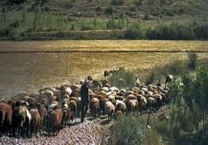 Canlı hayvan üretiminde Erzurum 4’üncü sırada