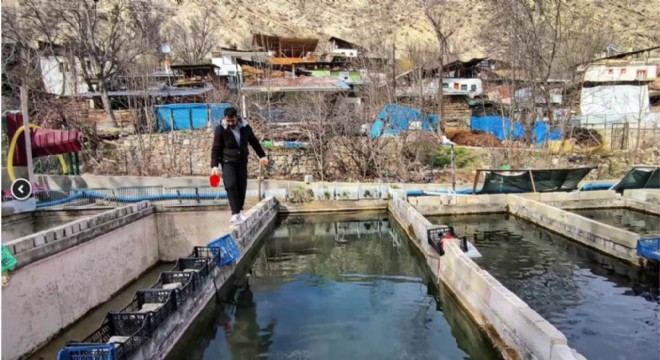 Alabalık tesisinde 300 bin balık telef oldu