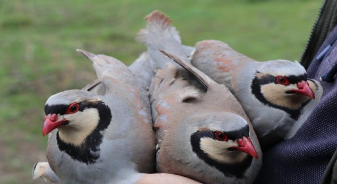 'Baskın keklik' yöntemiyle dev envanter