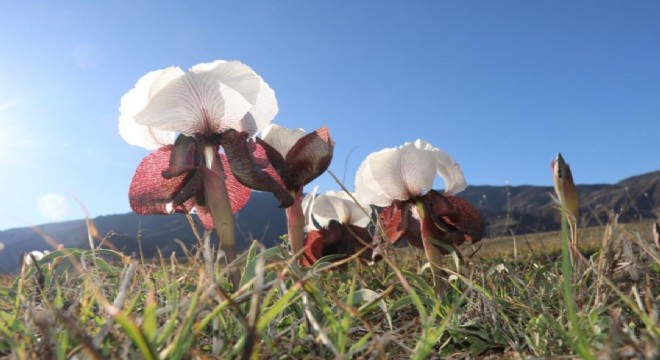 Oltu'da kurt kulakları meraları süslüyor