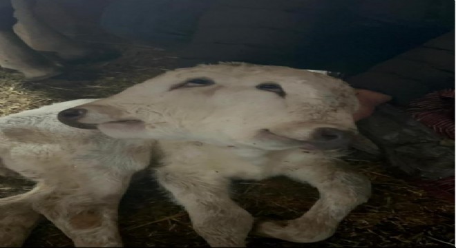 çift başlı buzağı dünyaya geldi