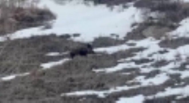 yavru yaban domuzu sürüsünü arıyor