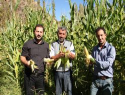 Ormanağzı’nda bir mevsimde iki ürün