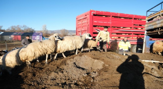 Besicilerin 8 aylık göçü başladı