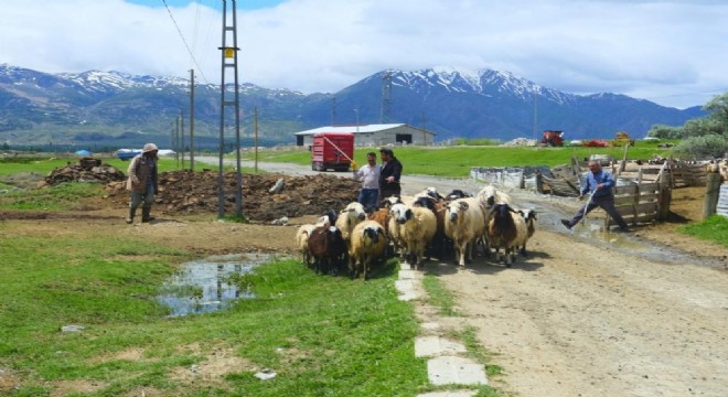 Doğu'da yayla dönemi başladı
