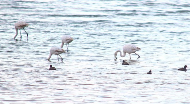 Flamingolar Van Gölü Havzası’na geri döndü
