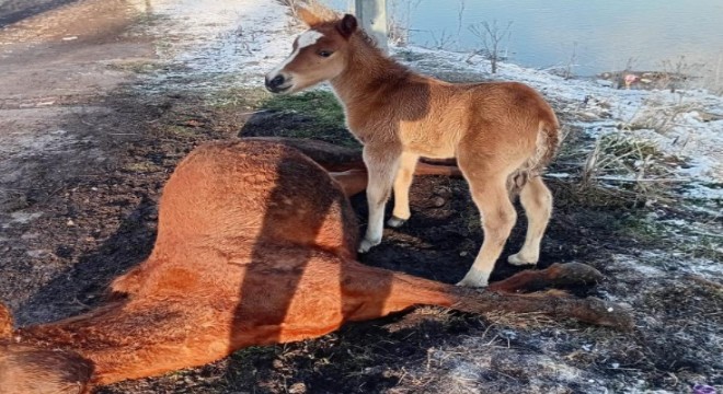 Göz yaşartan tablo