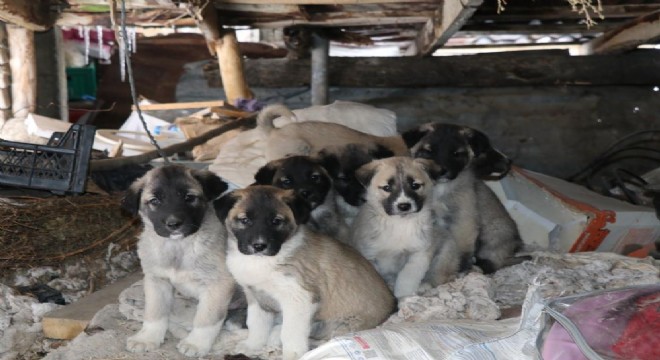Hayvansever Naime Ana destek bekliyor