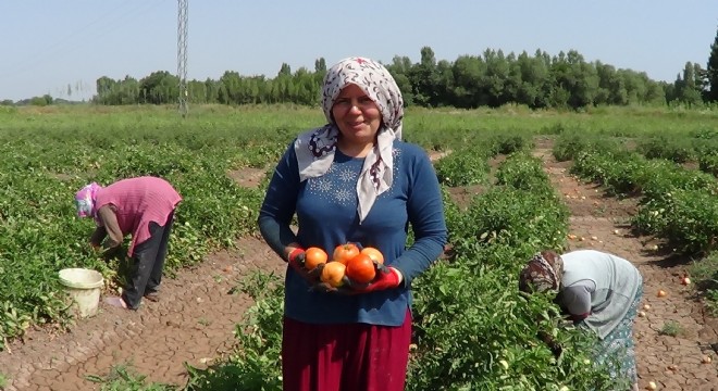 Iğdır da  süper domates  hasadı başladı