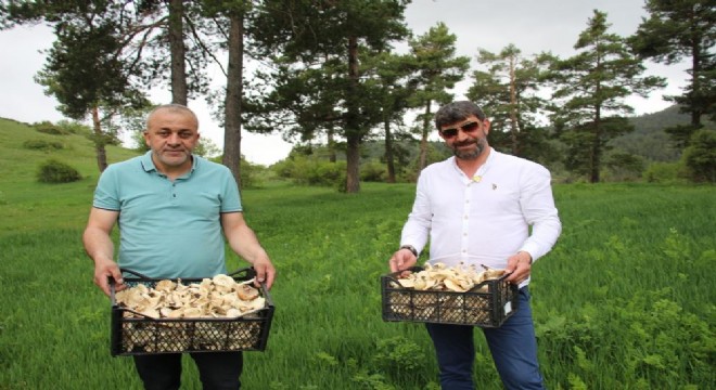 İşleyen’den zehirli mantar uyarısı