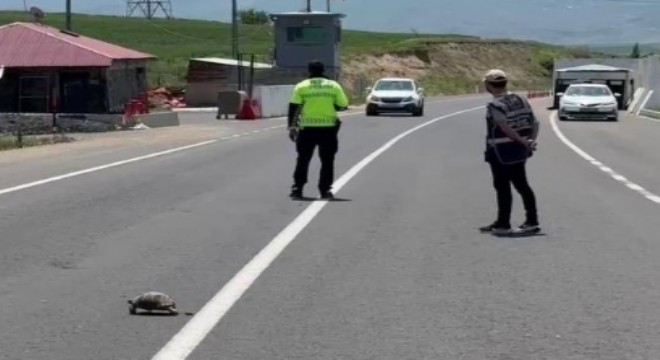 Kaplumbağa için trafik durdu