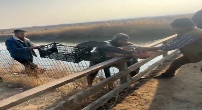 Karasu'da çıplak elle yayın balığı avı