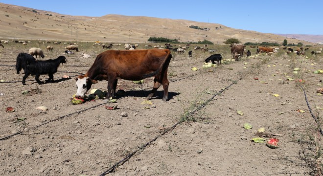 Karpuz tarlada kaldı hayvanlara yem oldu