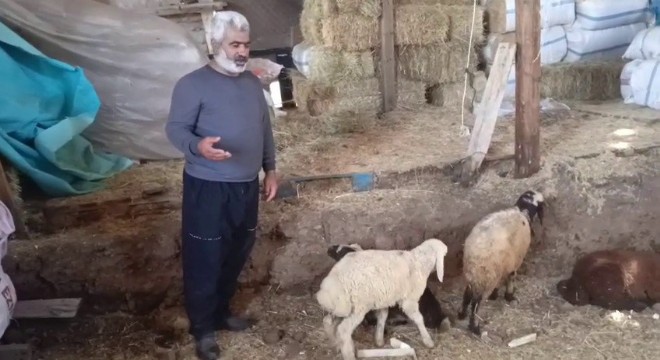 Küme Evler'de kurt ağıla girdi