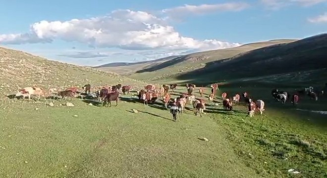 Kurban satışlarında sosyal medya tuzağı