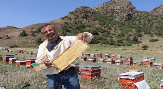 Oltu'da bal hasadı başladı