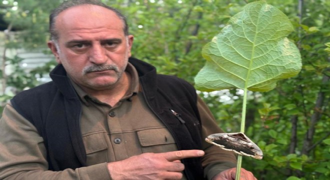Oltu'da baykuş kelebeği görüntülendi