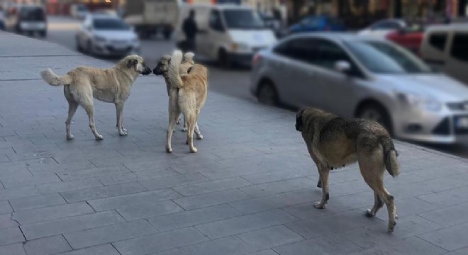 Sahipsiz köpeklerin tamamı barınaklara alınacak