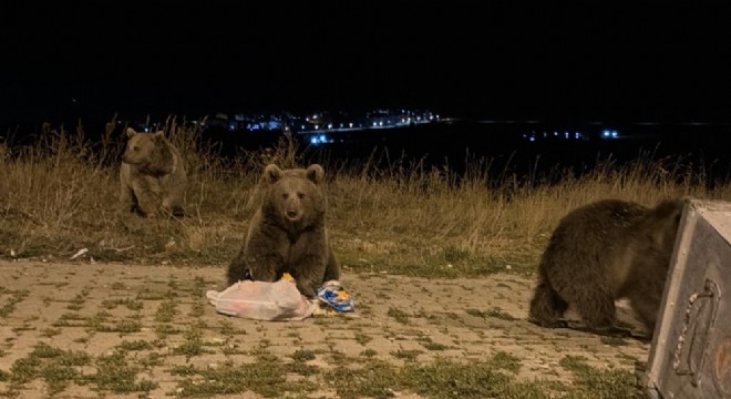 Sarıkamış'ta ayılarla karşılaşmak rutin oldu