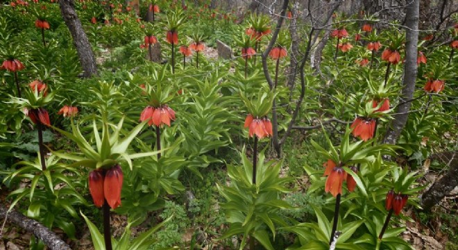 Ters Laleleri koparana 700 bin TL ceza