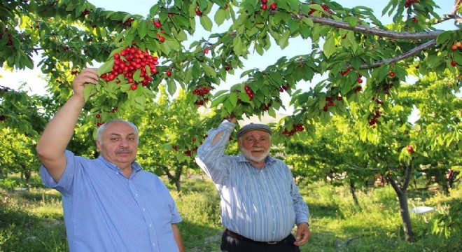 Uzundere de Kiraz Mevsimi