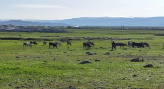 Ardahan'da Kuduz alarmı