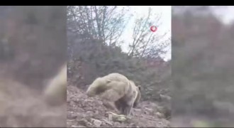 Kuş gözlemi için çıktığı arazide ayı ile karşılaştı