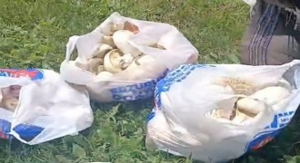 Aziziye'de mantar bereketi