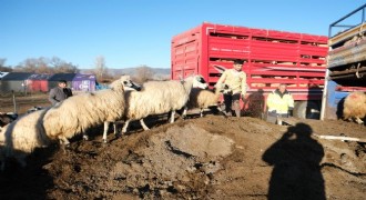 Besicilerin 8 aylık göçü başladı