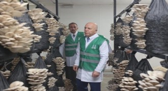 Büyükşehir istiridye mantarı üretimine öncülük etti