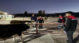 Erzincan canlı hayvan pazarı yeniden açıldı
