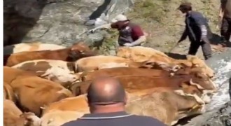 Erzurum’da şapla mücadele seferberliği