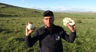 Erzurum dağlarında mantar bereketi