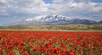 Gülistan Ovası gelinciklerle kırmızıya büründü