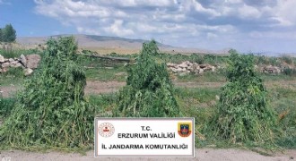 Jandarmadan uyuşturucu operasyonu