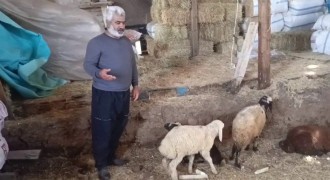 Küme Evler'de kurt ağıla girdi